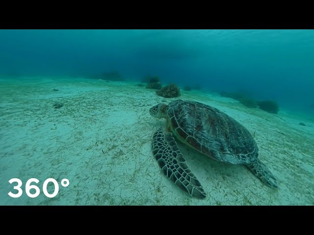 Balicasag / Bohol / Philippines / turtle / 360° VR