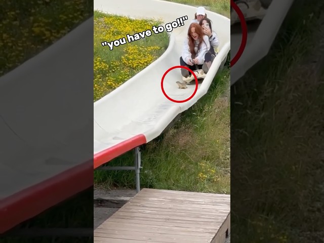 When a Chipmunk Gets in the Way (@ella.catherine.youd)