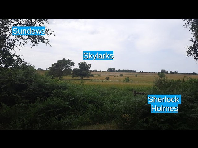 Sundews, Skylarks, and Sherlock Holmes - How a mosaic habitat supports so much more wildlife!