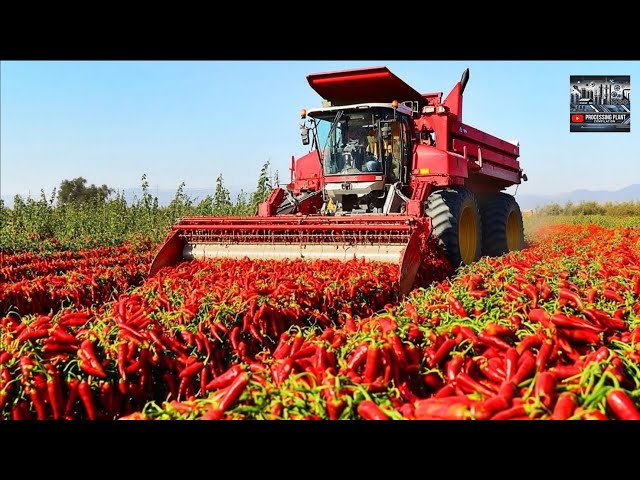 How does China harvest tons of chili peppers with modern technology?