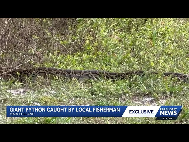 Florida school pick up turns into python sighting on Marco Island