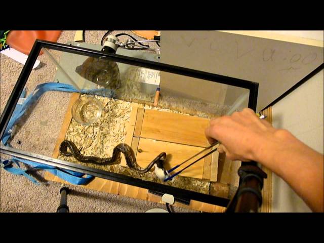 Ball python eating a rat in slow motion