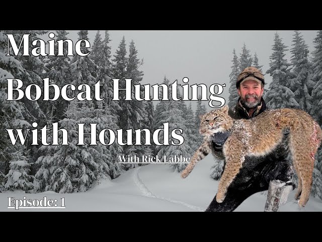 Bobcat Hunting in Maine with Hounds: Episode 1 with Rick Labbe – New Hounds, Big Success! #hunting