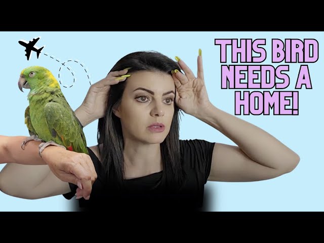 Bringing Home a 45 Year old Amazon Parrot!