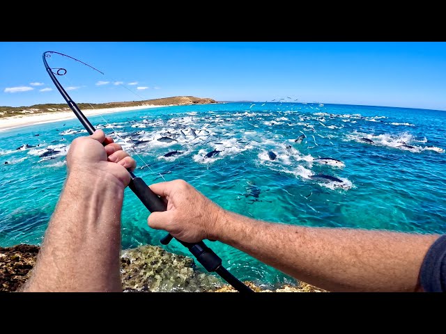 Solo Tuna Off The Rocks (Fresh Catch & Cook)