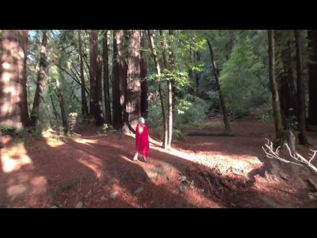 Roy's Redwoods Preserve HC2 227 Cst120Mbps VR180 injected