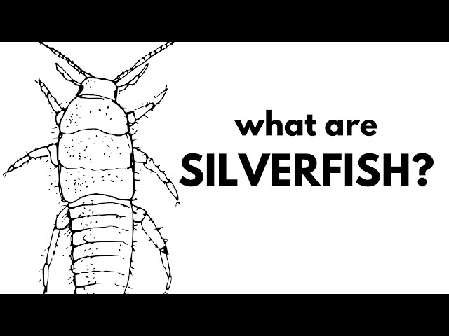 What Are Silverfish?