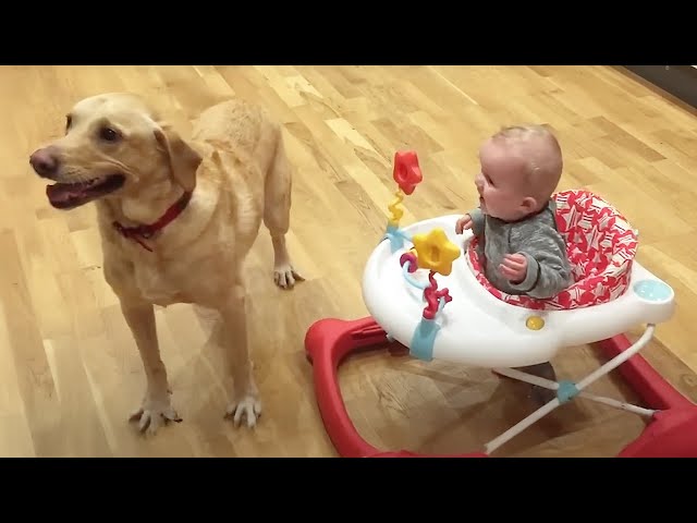 🐕Try Not To Laugh |  Pet Challenge 😹