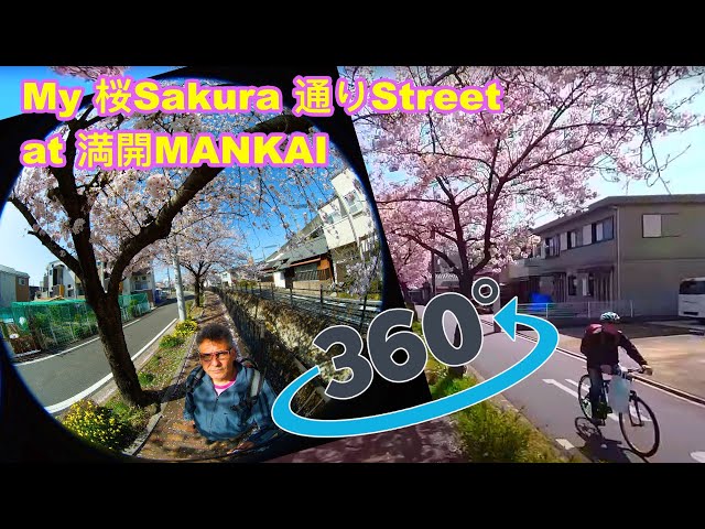 [5K] My Sakura Street Walk Through - Gone in a week -  360° Video