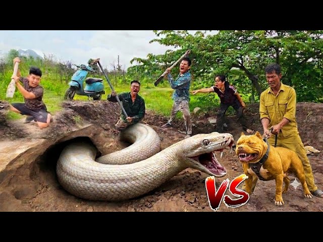 Expert Bravely Digs a Hole and Captures a Giant White Python