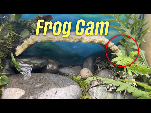 Frogcam 🐸 Aquatic Terrarium Ambience