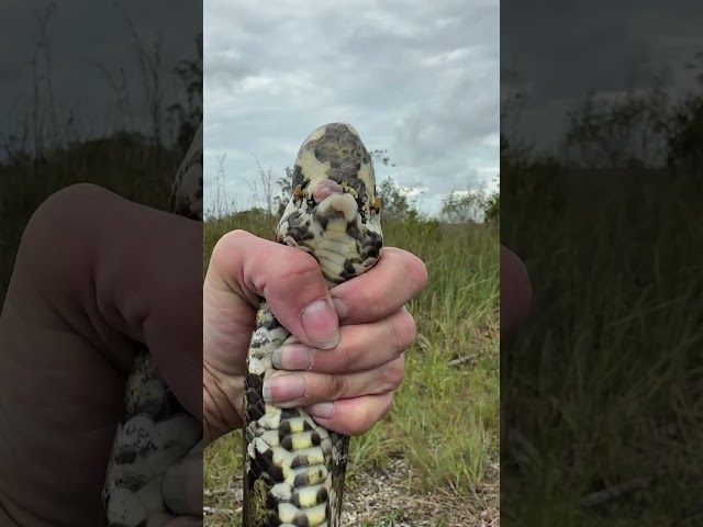 Person Displays Burmese Python With Missing Tail