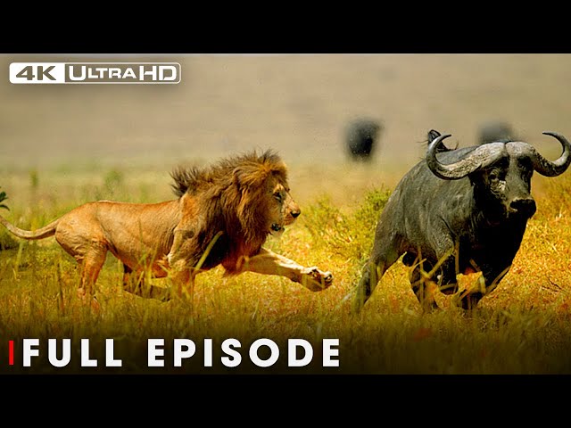 Win or Die (Full Episode) | Savage Kingdom | Nature Animal Documentary