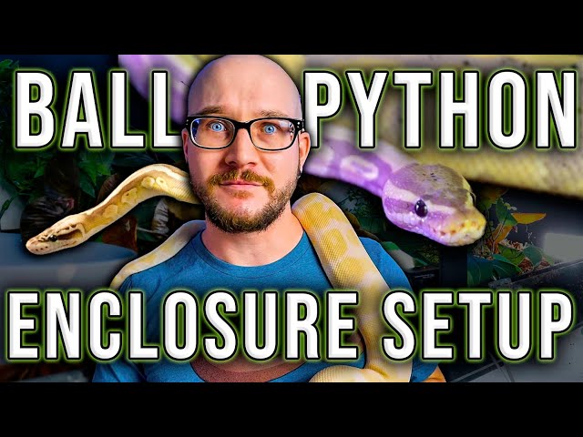 Ball Python Setup | How To Set Up A Ball Python Enclosure On ANY Budget 2022