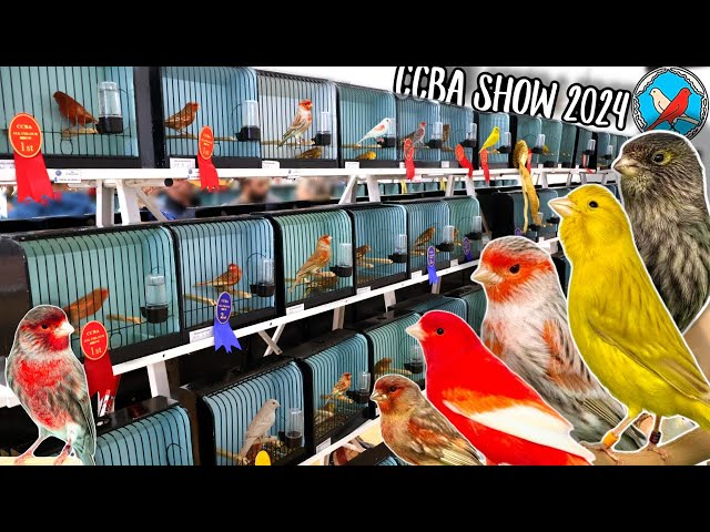 ALL Colour Canary Show! | CCBA 2024