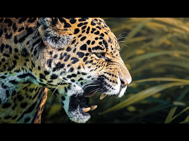 JAGUARS: The King Predators Of The Jungle | 4K