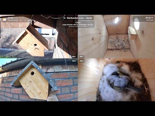 Livecam Nistkasten Meisen Cam - Heide - DE Birdbox Heide Germany | Day 17.08.2026