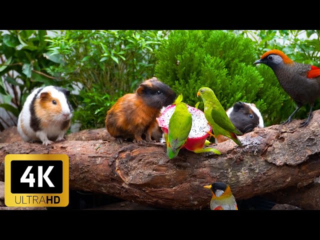 Engaging Cat TV for the Holidays 😸 Birds & Squirrels on a Winter Garden Wall 🐿️ No Ads 4K