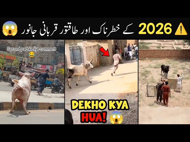 Funny Qurbani Animal Moments 2026 😜😅 Part 2 | 2026 Ke Sab Se Khatarnak Aur Mazahiya janwar
