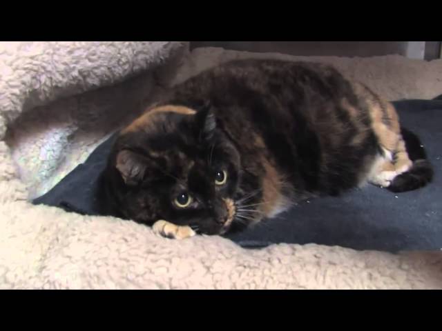 How to Treat Irritable Bowel Syndrome in Cats