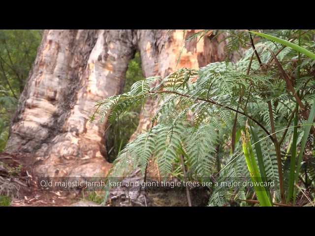 Landscope, Summer 2023 24, Vol 39, number2 Walpole Nornalup National Park – park profile