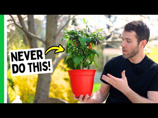 99.67% Of Pepper Growers Make This Mistake