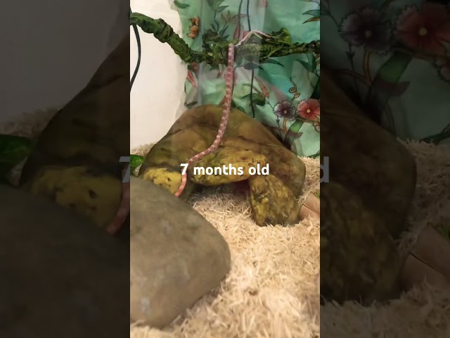 Corn snake growth