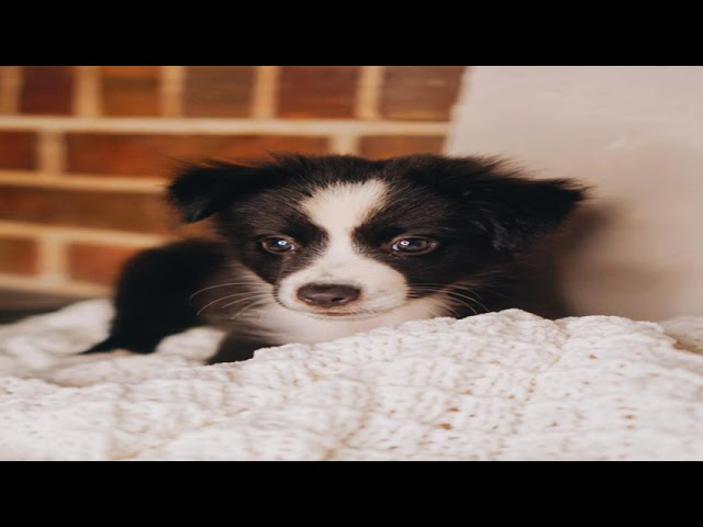 Courageous content from r/rarepuppers | Meghan Markle