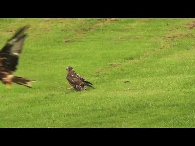 Red Kite crashes into Buzzard!!