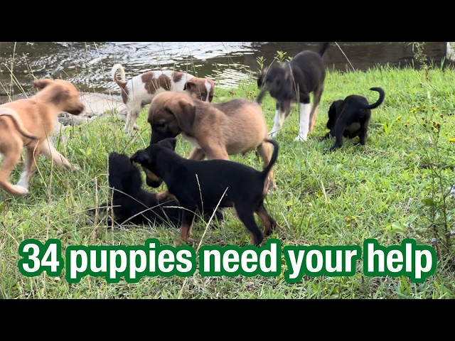 34 puppies need your help #dogsambulance  #puppies #aridardo #shelter #kennel #donations #Berezina