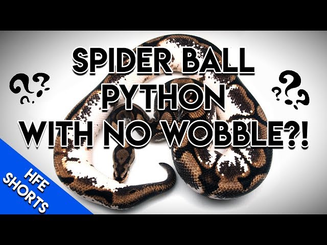 The Perfect Spider Ball Python?