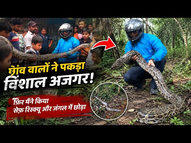 A big python rescued by 3 young men