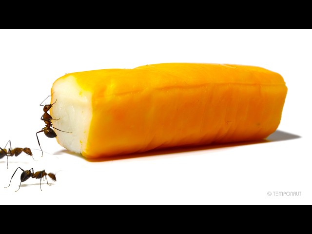 Ants vs Surimi Stick Timelapse
