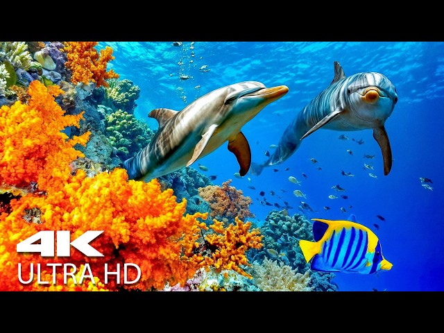 Relaxing Music to Relieve Stress, Anxiety and Depression • Mind, Body 🐬 Soothing music for nerves