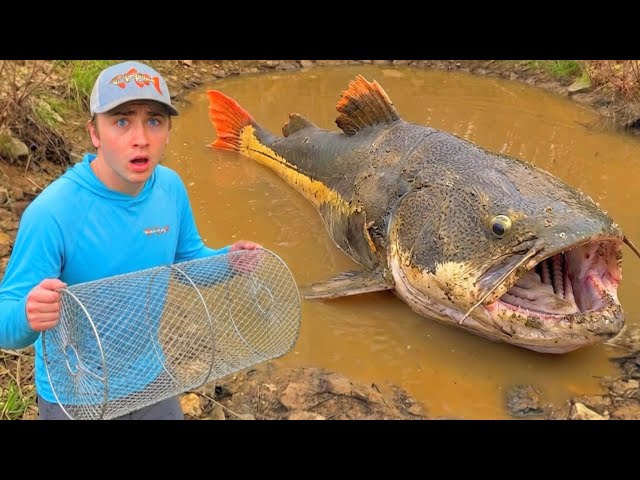 ¡La trampa para peces de 24 horas captura al monstruo del estanque!