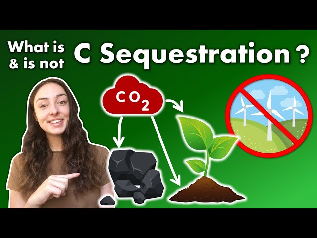 What is Carbon Sequestration, Why is it Important, & How does it Work? | GEO GIRL