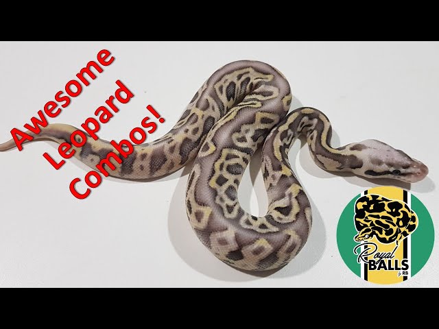 Breeding Ball Pythons; Awesome Leopard Combos