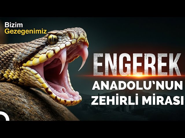 En Zehirli Yılanlar: Engerek Yılanı Bir Isırıkta Öldürüyor! | Türkçe Dublaj Belgesel