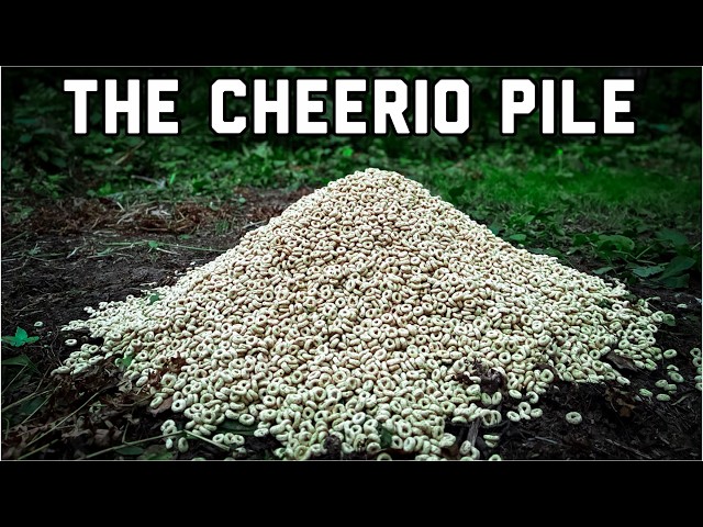We Left a GIANT PILE OF CHEERIOS in the Woods. Here's what happened! Trail Camera: The Cheerio Pile