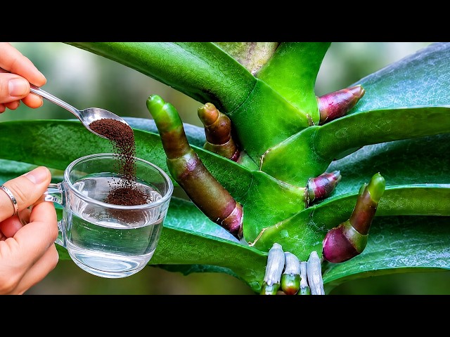 Just coffee! Orchids Grow Hundreds of New Roots and Bloom Like Crazy!