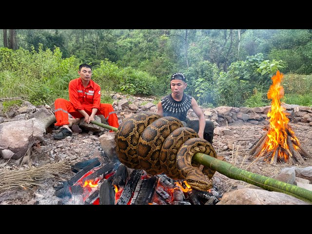 GIANT rock python party in the wild | GIANT python lurking behind overgrown bushes