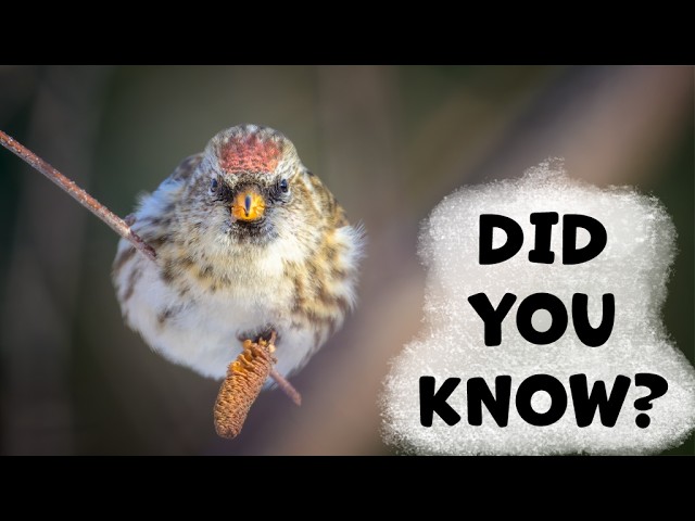 Redpoll Things You Need To Know!