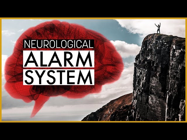 How the Amygdala Works