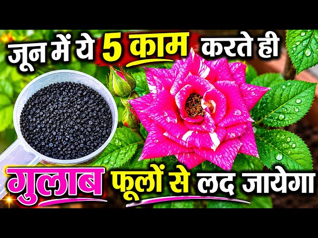 June में ये 5 काम करते ही गुलाब लद गया फूलों से.Rose plant growing tips.Rose plant care/ dekhbhal.