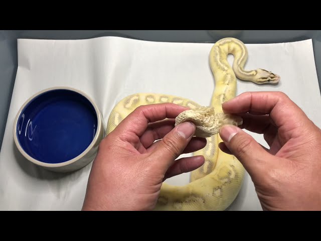 WIYR? Wednesday: Highway vs Freeway Ball Python?