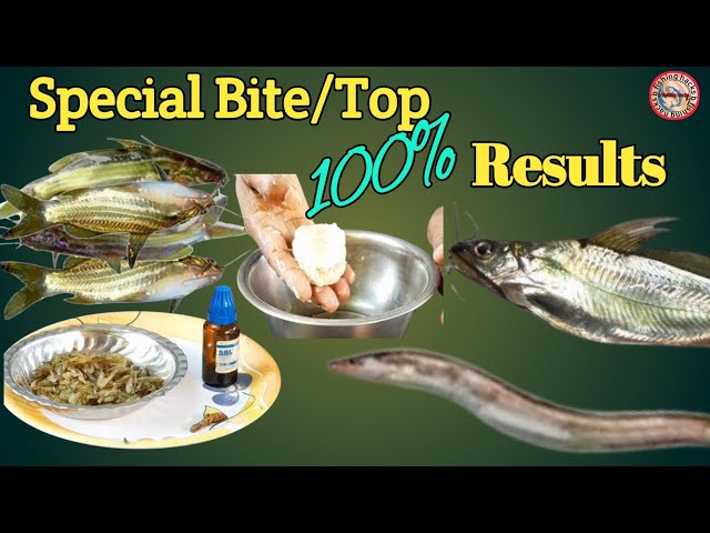 Special Bait for Desi Tangra, Golsha Tangra, and Eal Fish – 100% Guaranteed Results / Top ✅️