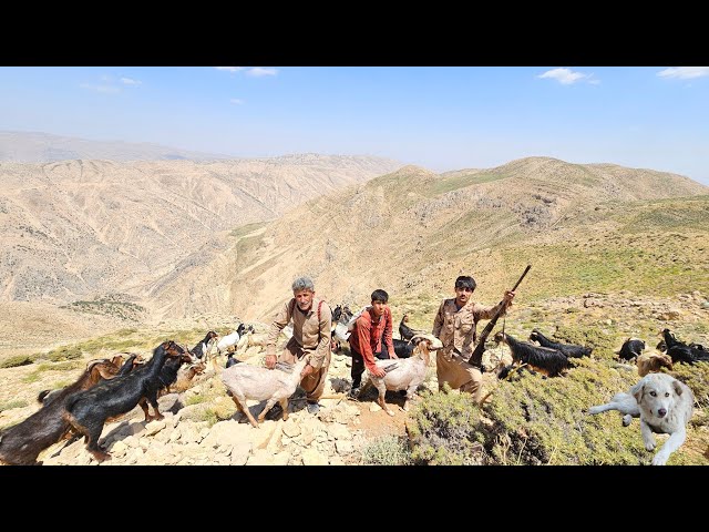 Hidden Paradise of the Zagros Mountains|Real Nomadic Life, Goats, Water Springs & Ancient Traditions