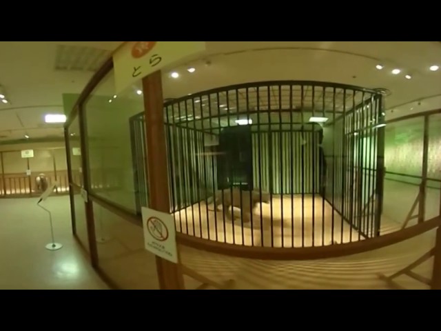 ボールパイソンを探せ！