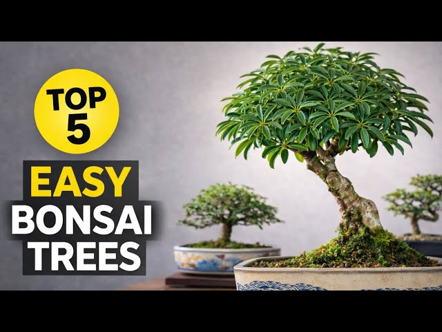 Top 5 Indoor Bonsai Trees for Beginners (Easy to Keep Alive) Bonsai Trees For Beginners