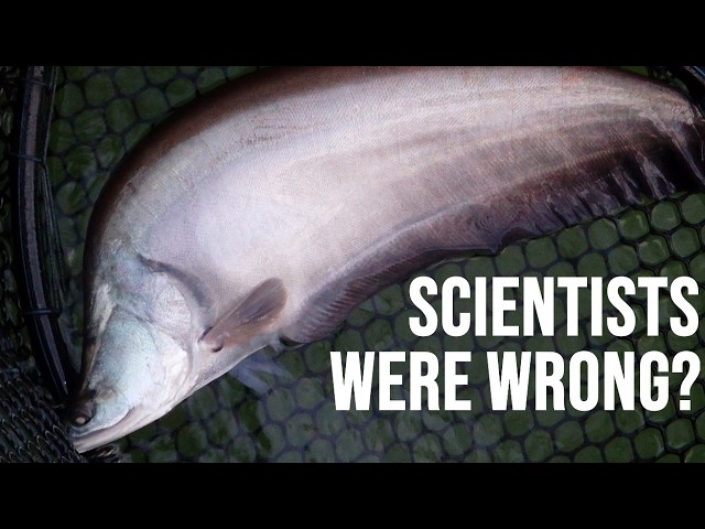 What Exactly is: Asian Featherback | The Asian Knifefish